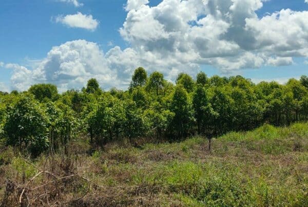 Kratom Atau Daun Kedemba Sebagai Jenis Narkotika Kelas I
